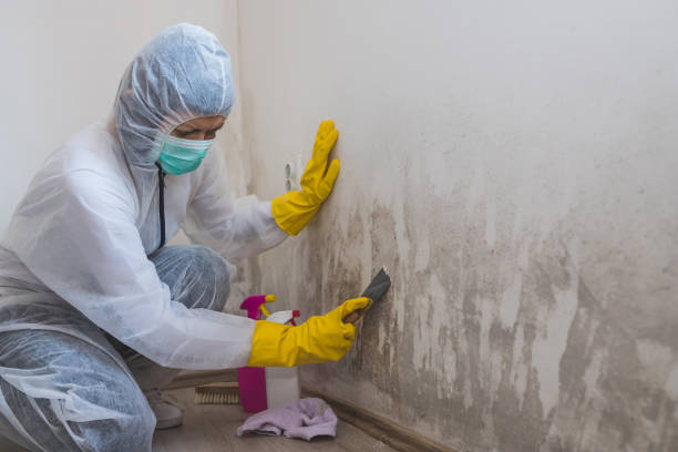 Best Mold Damage Restoration  in Niantic, CT